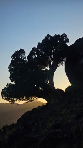 Plateau  Tasghimoute -  Imlil - Aguersioual - VTT