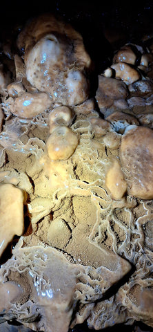 Exploration de la grotte Chaâra & randonnée à la rivière Bou Khaled