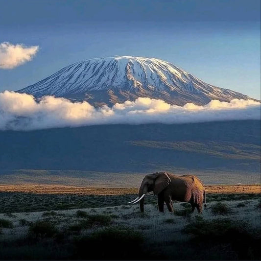 Expédition Au Mont Kilimandjaro (5 895 m) + SAFARI - Zanzibar (Option) - ( 10 jours / 9 nuits ) $2,650.00 USD
