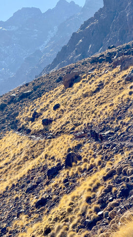 Timzguida & Ras Ouanoukrim summits (4089 m - 4083 m) or Toubkal Summit (4167 m) 